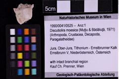 Foto (Objekt + Etiketten) von Discutiolira moesica (Muţiu & Bădăluţă, 1971) (NHMW-GEO-1990-0041-0525)